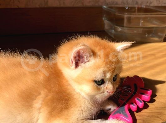 A Kalite Bri̇ti̇sh Shorthai̇r Golden  Yavrular görsel