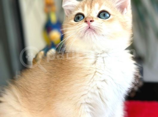 A Kalite Bri̇ti̇sh Shorthai̇r Golden  Yavrular görsel
