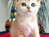 A Kalite Bri̇ti̇sh Shorthai̇r Golden  Yavrular
