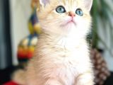 A Kalite Bri̇ti̇sh Shorthai̇r Golden  Yavrular
