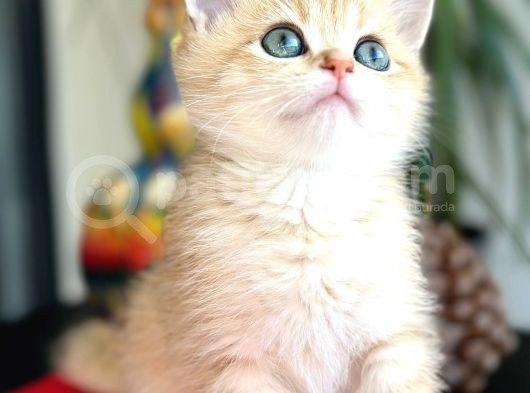 A Kalite Bri̇ti̇sh Shorthai̇r Golden  Yavrular görsel