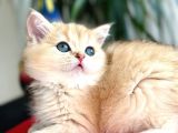 A kalite BRİTİSH SHORTHAİR GOLDEN  yavrular