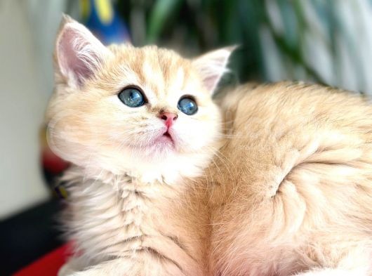 A Kalite Bri̇ti̇sh Shorthai̇r Golden  Yavrular