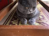 2 Yaşında British Shorthair Erkek