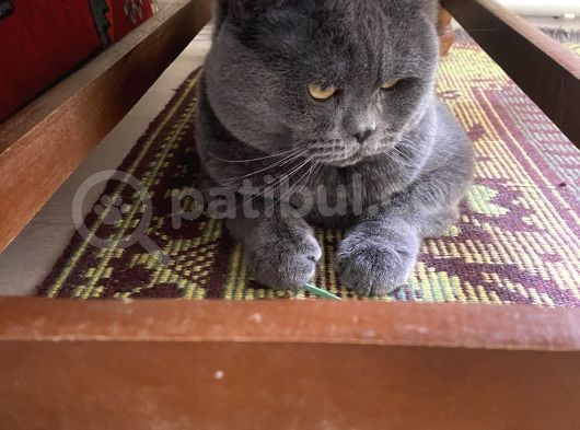 2 Yaşında British Shorthair Erkek görsel