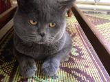 2 Yaşında British Shorthair Erkek