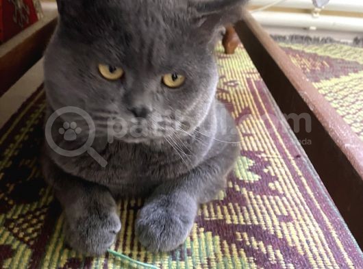 2 Yaşında British Shorthair Erkek görsel