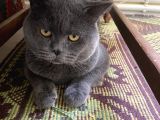 2 Yaşında British Shorthair Erkek