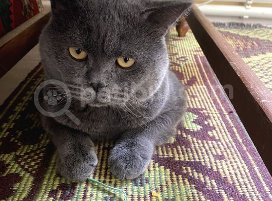2 Yaşında British Shorthair Erkek görsel