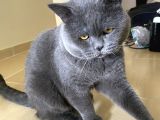 2 Yaşında British Shorthair Erkek