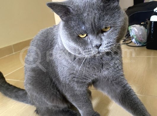 2 Yaşında British Shorthair Erkek görsel
