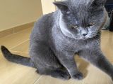 2 Yaşında British shorthair erkek