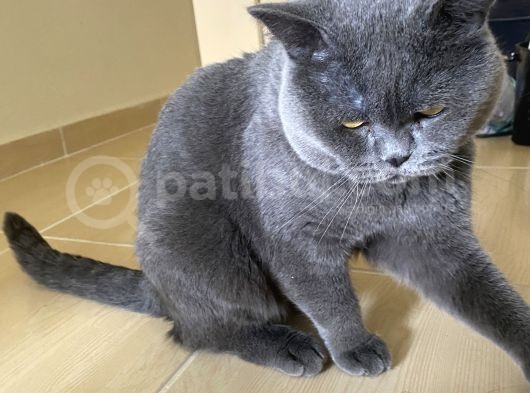 2 Yaşında British Shorthair Erkek