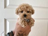 Teacup Toy Poodle Kızımız