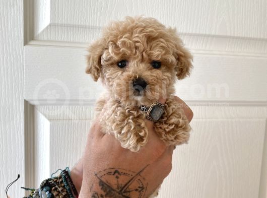 Teacup Toy Poodle Kızımız görsel