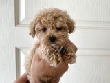 Teacup Toy Poodle Kızımız