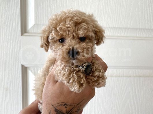 Teacup Toy Poodle Kızımız görsel
