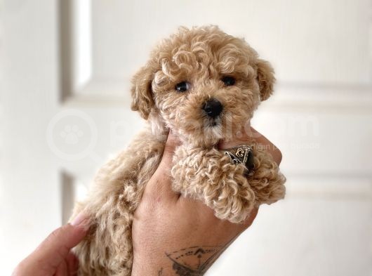 Teacup Toy Poodle Kızımız görsel