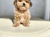 Teacup Toy Poodle Kızımız