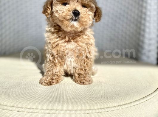 Teacup Toy Poodle Kızımız görsel