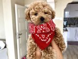 Teacup Toy Poodle Kızımız
