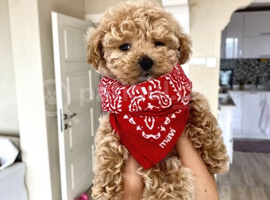 Teacup Toy Poodle Kızımız görsel