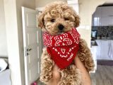 teacup toy poodle kızımız