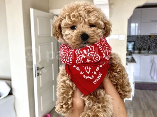 Teacup Toy Poodle Kızımız