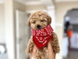 Teacup Toy Poodle Kızımız