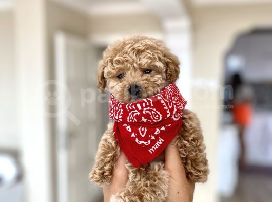 Teacup Toy Poodle Kızımız görsel
