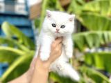 Silver Britishshorthair Yakışıklık Oğlumuz