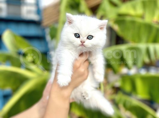Silver Britishshorthair Yakışıklık Oğlumuz görsel