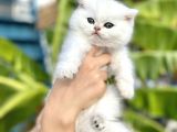Silver Britishshorthair Yakışıklık Oğlumuz