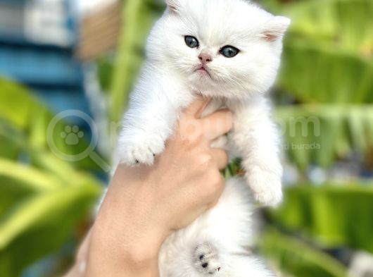 Silver Britishshorthair Yakışıklık Oğlumuz görsel