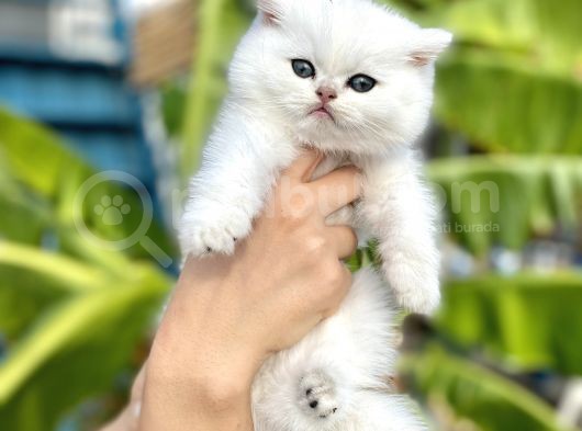 Silver Britishshorthair Yakışıklık Oğlumuz görsel