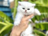 Silver Britishshorthair Yakışıklık Oğlumuz