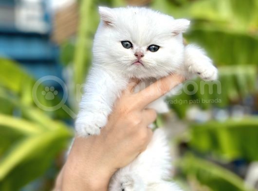 Silver Britishshorthair Yakışıklık Oğlumuz görsel