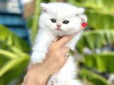 Silver Britishshorthair Yakışıklık Oğlumuz