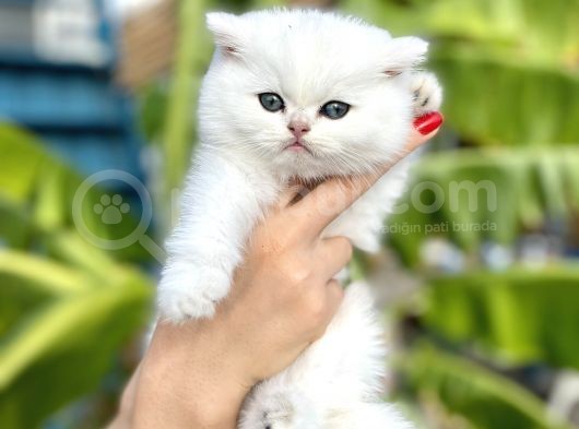 Silver Britishshorthair Yakışıklık Oğlumuz görsel
