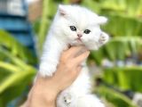 Silver Britishshorthair Yakışıklık Oğlumuz