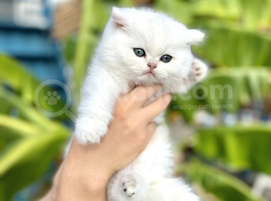 Silver Britishshorthair Yakışıklık Oğlumuz görsel