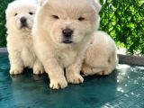 Ayi Suratli Çi̇n Aslani Chow Chow Yavrularimiz