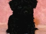 Black Legend Toy Puppy