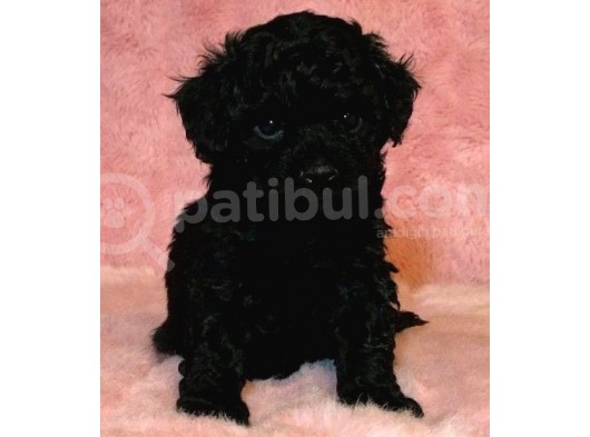 Black Legend Toy Puppy görsel