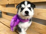 Husky Safkan Yavrular