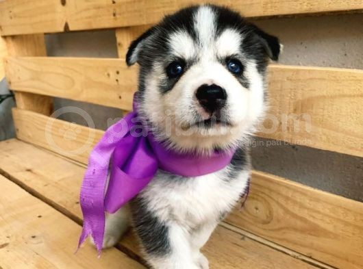 Husky Safkan Yavrular görsel