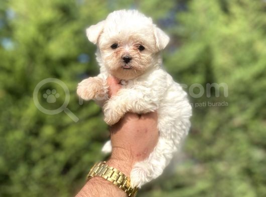 Teacup Maltese Terri̇er Bebekler görsel