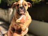 BRİNDLE EGZOTİK ENGLISH BULLDOG