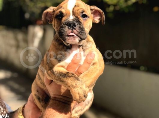 Bri̇ndle Egzoti̇k English Bulldog