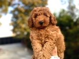 RED BROWN DİŞİ POODLE BEBEĞİMİZ